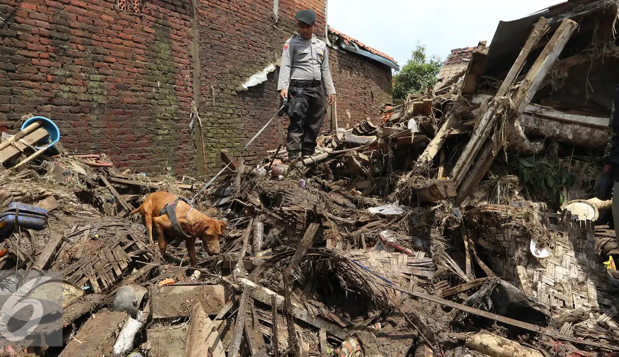 Anjing pelacak K-9 dari Polda Jawa Barat di  kerahkan untuk menyisir reruntuhan bangunan rumah akibat banjir bandang di Kampung Bojong Sudika, Cimacan, Garut, Jumat (23/9). (Liputan6.com/Johan Tallo)