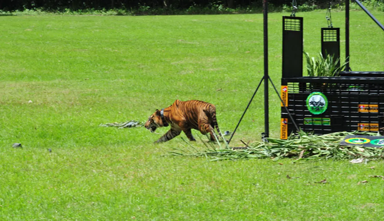 <p>Seekor harimau Sumatera saat dilepasliarkan di hutan kawasan Tambling Wildlife Nature Conservation (TWNC), Lampung, Selasa (3/3/2015). TWNC melepasliarkan 2 harimau sumatera untuk meningkatkan populasi harimau yang mulai terancam punah. (Courtesy of TWNC)</p>