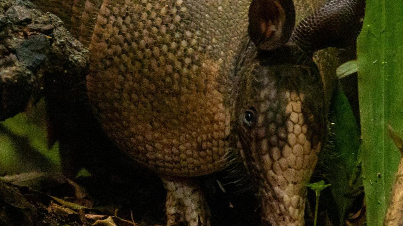 <b>Armadillo Raksasa Tidur Selama 16 Jam</b><br>