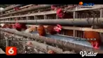 Dalam sebuah video rekaman milik warga, terlihat seorang pria bernama Suparni warga Kabupaten Magetan, Jawa Timur, sedang membuang-buang ratusan butir telur ayam di kebun. Namun, salah seorang karyawannya juga turut membuang telur.