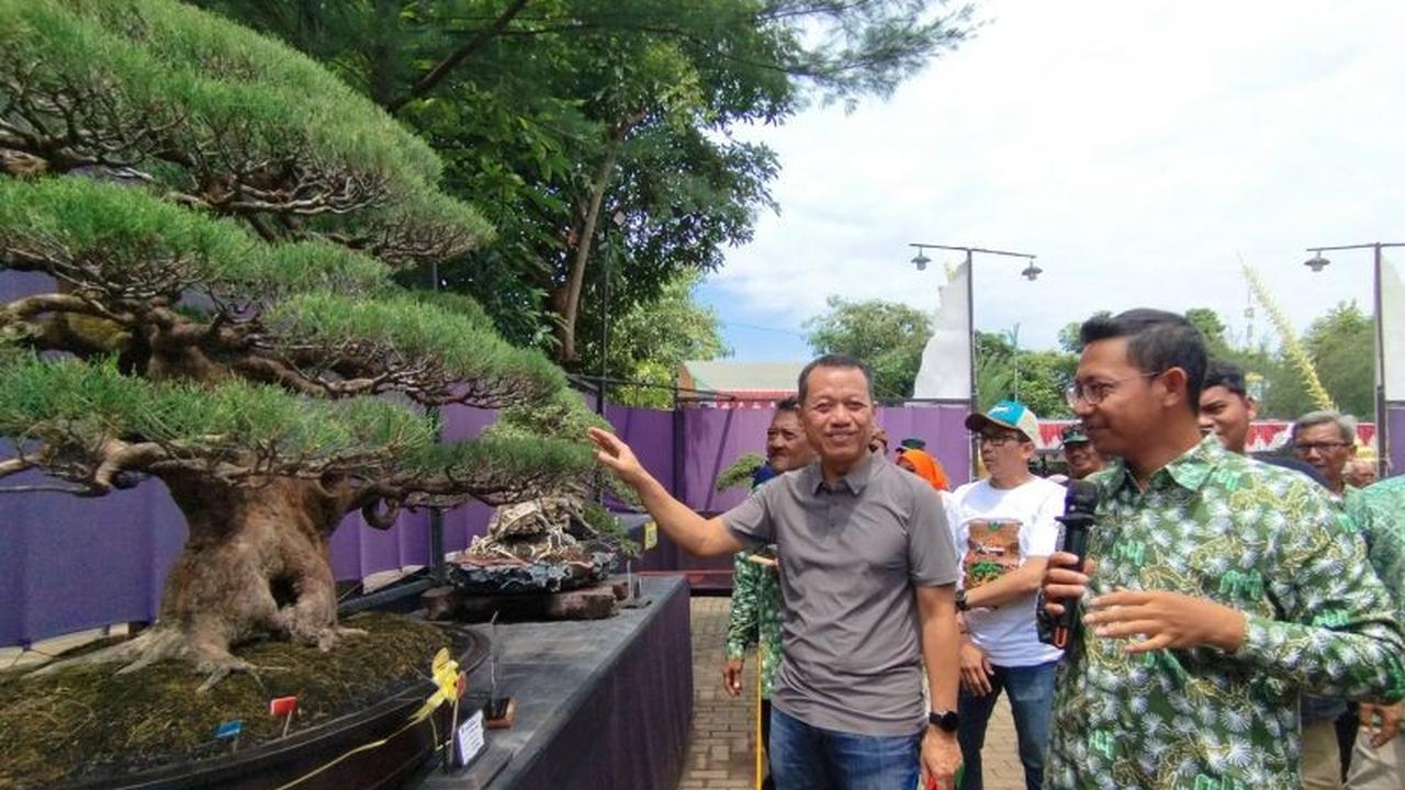 Fakta Unik Pameran Bonsai Kudus: Ada Bonsai Seharga Rp800 Juta, Ratusan Koleksi Ramaikan Balai Jagong
