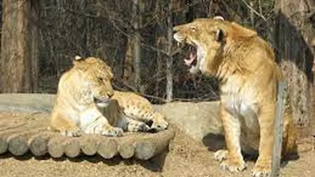 Liger