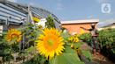 Pekerja menyiram tanaman bunga matahari di Bogor Sky Garden, Mall BTM, Kota Bogor, Jawa Barat, Minggu (13/06/2021). Taman bunga matahari di atap gedung pusat perbelanjaan itu menjadi lokasi wisata alternatif secara gratis bagi pengunjung dalam mengisi libur akhir pekan. (merdeka.com/Arie Basuki)