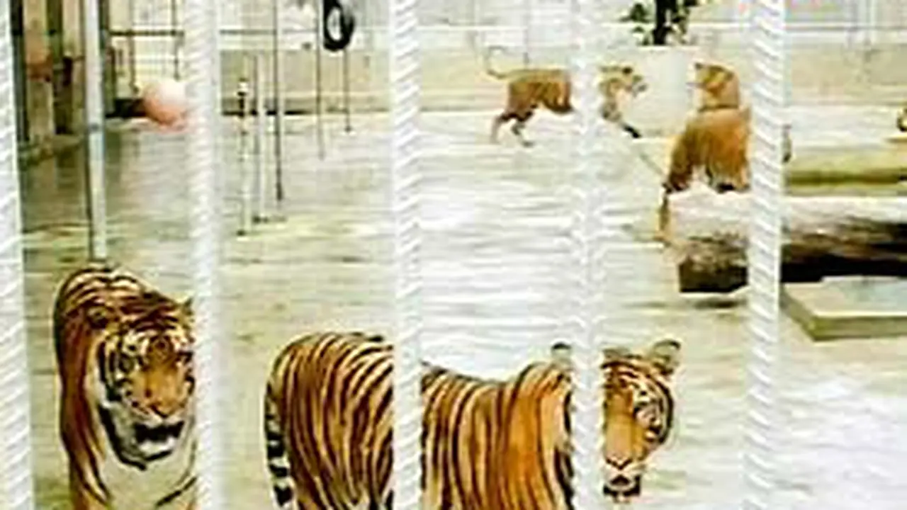 240905alnharimau.jpg