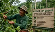 Petani di Kaltim Kembangkan Kopi Berkelanjutan di Kawasan Hutan Lindung