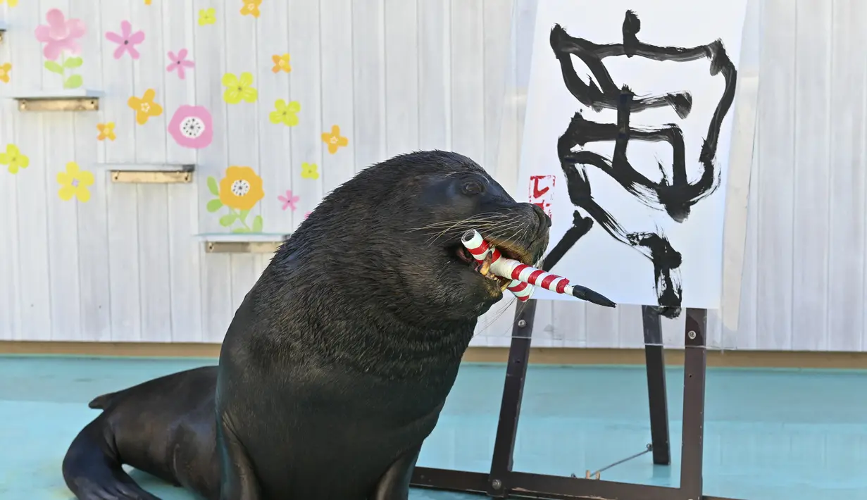 Singa laut Leo menggunakan kuas untuk melukis karakter China "harimau", yang merupakan tanda zodiak China tahun baru yang akan datang, selama pratinjau pers di Hakkeijima Sea Paradise di Yokohama (27/12/2021). (AFP/Kazuhiro Nogi)