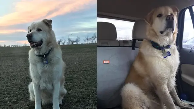 Perjuangan anjing diet turun 45 kg