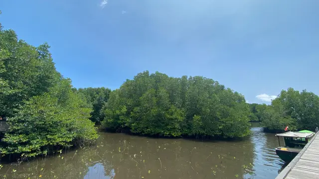 Cerita Ali yang kini menjadi CSR PT Badak NGL atau Badak LNG mendirikan pusat konservasi dan wisata mangrove di Bontang, Kalimantan Timur.
