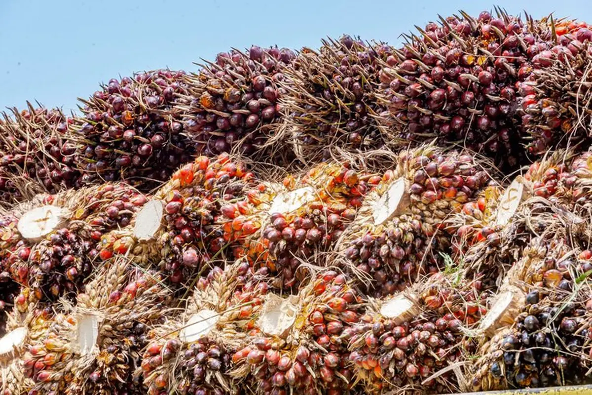 Sawit atau Crude Palm Oil (CPO). Foto: Freepik/9images