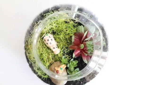 Rumah.com Ayo Buat Terarium Sendiri!