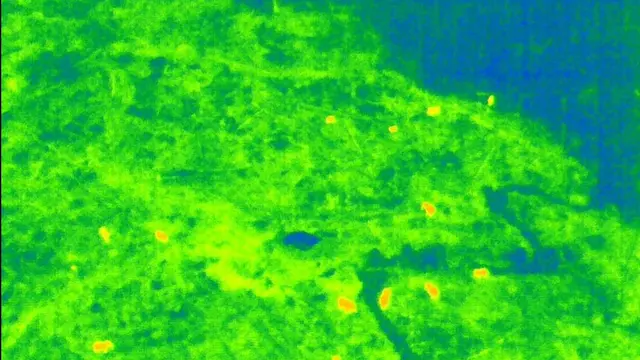 Gajah Sumatera di Bentang Alam Seblat Kini Dimonitor dengan Drone Thermal