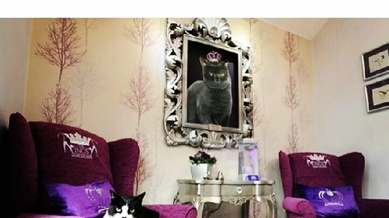 Hotel mewah untuk kucing, The Ings Luxury Cat Hotel, Inggris. ((dok. Instagram @glits_mx/https://www.instagram.com/p/mlKaVfjXsP//Adhita Diansyavira))