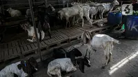 Sejumlah hewan kurban dijual di Pasar Kambing, Tanah Abang, Jakarta, Selasa (13/7/2021). Menurut pedagang, bisanya memasuki satu minggu sebelum Idul Adha Pasar Kambing mulai ramai dikunjungi pembeli. (Liputan6.com/Faizal Fanani)