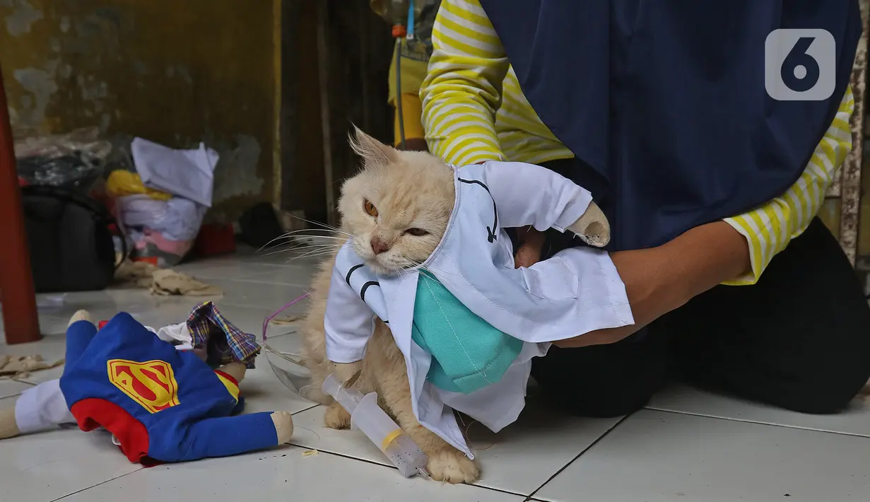 Seekor kucing menggunakan kostum dokter di rumah industri di Desa Jampang, Kabupaten Bogor, Selasa (8/12/2020). Fredi Lugina Priadi merancang kostum unik untuk kucing seperti baju dokter atau superhero dengan harga yang berkisar dari Rp38 ribu hingga Rp1,5 juta. (Liputan6.com/Herman Zakharia)