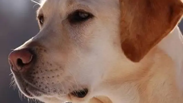 Foto: Copyright Oddee.com