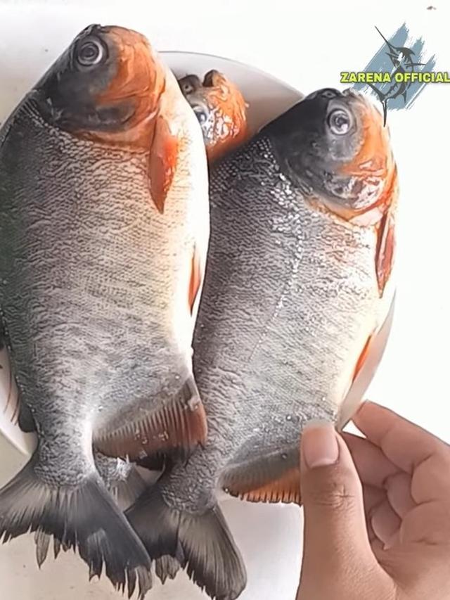 Hanya dengan Cucian Beras, Ini Cara Hilangkan Bau pada Ikan Bawal
