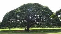 Pohon Hitachi simbol perusahaan Jepang (Keith H/Wikimedia Commons)
