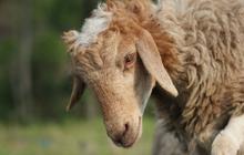 Mendadak Pusing Setelah Makan Daging Kambing? Begini Cara Mengatasinya Cukup Pakai Bumbu Dapur