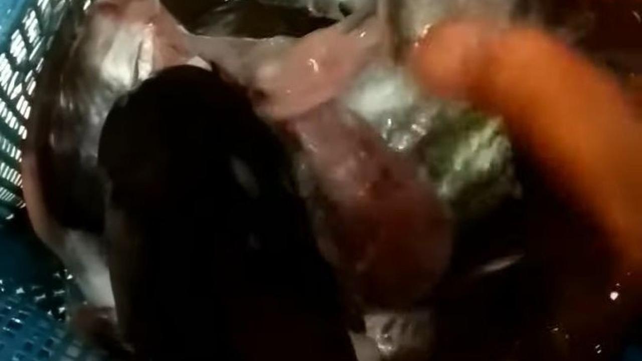 Cuci Kembali Ikan Patin