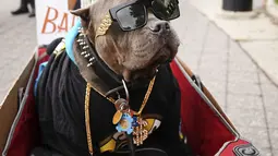 Seekor anjing dalam kostum terlihat selama Parade Tompkins Square Halloween Dog di New York, 27 Oktober 2018. Ini bukan parade biasa, karena para pesertanya adalah ratusan anjing dengan beragam kostum lucu. (TIMOTHY A. CLARY / AFP)