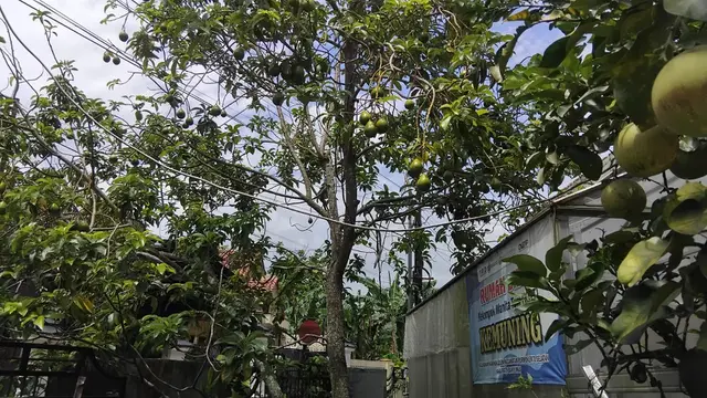 5 Cara Membuat Pupuk Cair Akar Bambu, Ramuan 2 Minggu Jadi ala KWT Kemuning