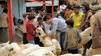 Seorang pria memeriksa domba yang akan digunakan sebagai hewan kurban jelang Hari Raya Idul Adha di pasar ternak di Sanaa, Yaman, Rabu (14/7/2021). Saat Idul Adha, umat muslim mengorbankan berbagai hewan seperti sapi, unta, kambing, dan domba. (MOHAMMED HUWAIS/AFP)