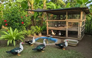 7 Cara Memelihara Entok di Pekarangan Tanpa Membuat Rumah Kumuh, Bersih dan Bebas Bau