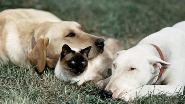 The Incredible Journey (1963)