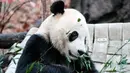 Panda raksasa Bei Bei memakan bambu sebelum kembali ke China, di Kebun Binatang Nasional Smithsonian, Washington DC, Selasa (19/11/2019). Sementara, playlist musik khusus Bei Bei juga akan diputar untuk menemani perjalanan sepanjang 16 jam dari Amerika ke China. (AP/Michael A. McCoy)