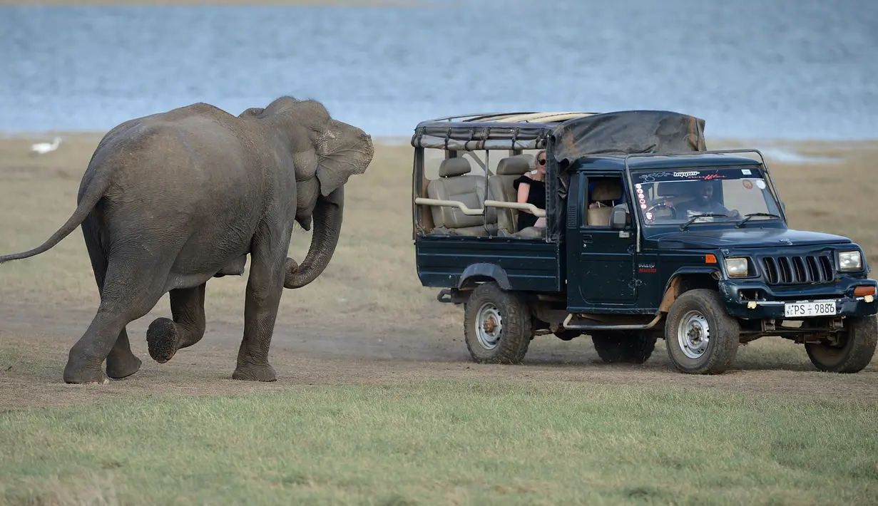 Seekor gajah Sri Lanka mengejar jeep safari di taman nasional Kaudulla, Habarana pada 30 Juli 2018. Pada musim kemarau, gerombolan gajah akan berkumpul di suatu danau yang ada di taman tersebut. (AFP PHOTO/ISHARA S. KODIKARA)