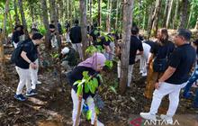 Otorita IKN Perkuat Pemulihan Ekosistem Hutan Berbasis Ekologis di Ibu Kota Nusantara