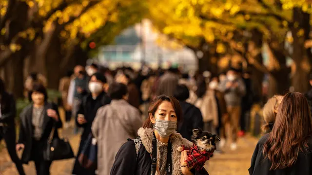 Pohon Gingko Kala Musim Gugur di Tokyo