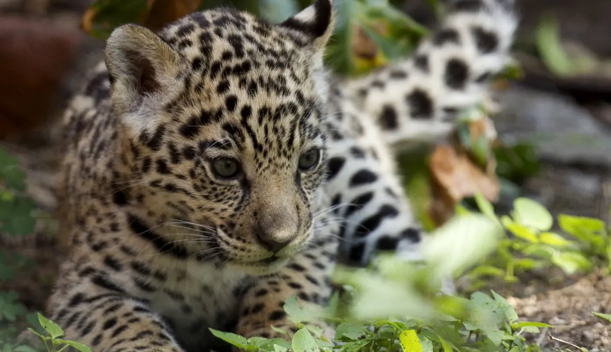 Seekor bayi  macan tutul bermain di Kebun Binatang Quito di Guaylabamba, Ekuador, Minggu (8/11/2015).  Bayi Macan tutul ini merupakan satu dari dua yang baru lahir di kebun bunatang ini. (REUTERS/Guillermo Granja)