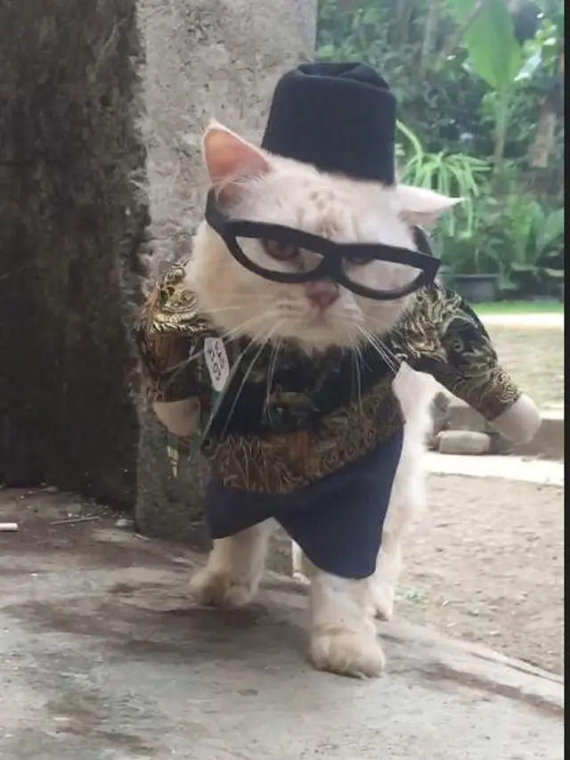 Viral Kostum Kucing Unik, Ada yang Mirip Penjual Cuanki Hingga Dokter. (Sumber: Twitter/@usingcloath5)