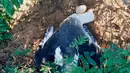 Foto yang diambil pada 29 Desember 2015 menunjukkan seekor Albatros terbunuh disarangnya dan meninggalkan sebutir telur di Hawaii. Gutierrez juga harus menjalani masa percobaan selama satu tahun. (Lindsay Young / Pacific Rim Conservation via AP)