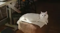 10 Jenis Kucing Tercantik di Dunia Menurut A-Z Animals, Apa Saja Ya?