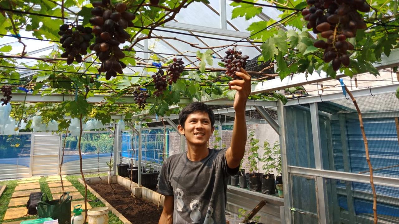 Budidaya anggur jadi tren baru anak muda Purbalingga. (Foto: Humas Pemkab Purbalingga/Liputan6.com)