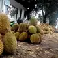 Memasuki puncak musim panen durian di Bengkulu, para pedagang mulai banting harga (Liputan6.com/Yuliardi Hardjo)