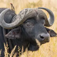 Ilustrasi Kerbau/https://unsplash.com/Zachary Pearson