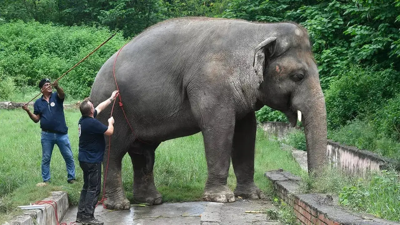 Kaavan, seekor gajah yang dijuluki sebagai gajah paling kesepian di dunia akan tiba di Kamboja dari Pakistan. (Photo credit: Aamir QURESHI/AFP/File)