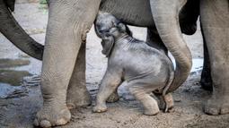 Bayi gajah, Mun berdiri di samping ibunya, gajah Asia berusia 22 tahun, Surin, saat pertama kali berjalan di kandang mereka di Kebun Binatang Kopenhagen, Rabu (7/10/2020). Bayi gajah tersebut lahir pada 1 Oktober 2020 lalu. (Photo by Mads Claus Rasmussen / Ritzau Scanpix / AFP)