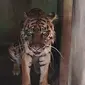 Harimau Sumatera bernama Nurhaliza semasa hidup