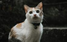 7 Makanan Penggemuk Kucing Buatan Sendiri, Penuh Manfaat dan Kaya Nutrisi