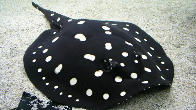 ikan pari polka dot