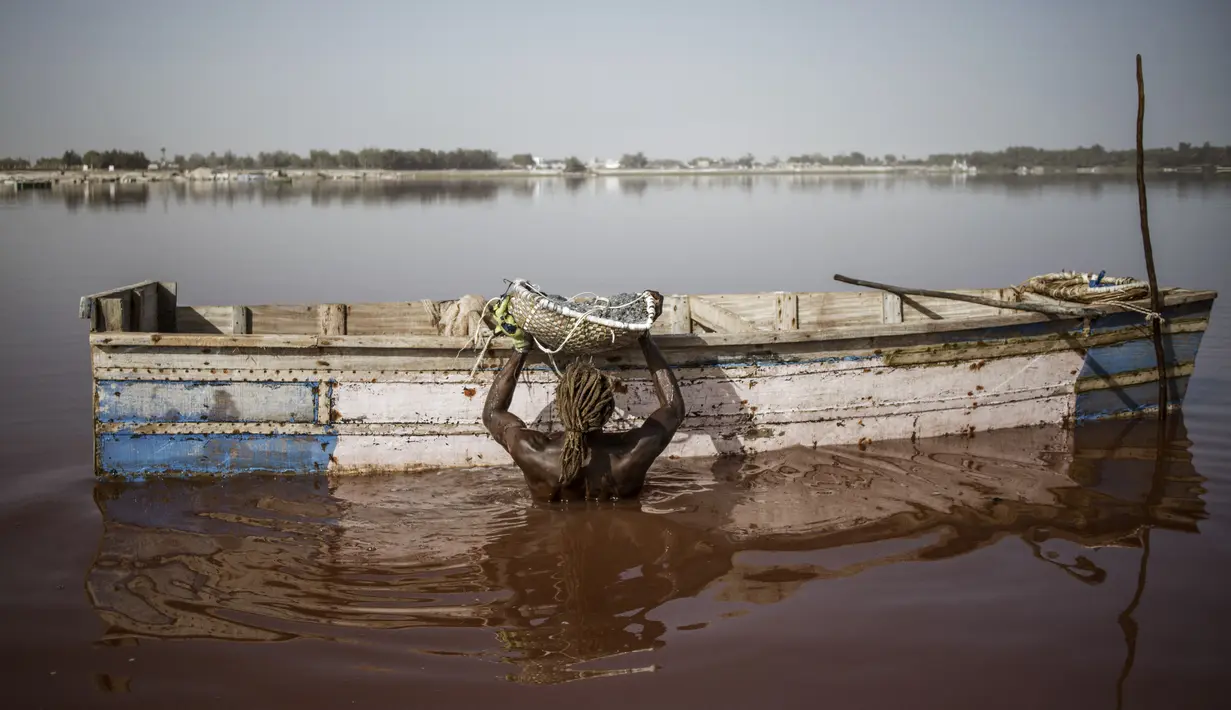 Toure, pemanen garam Gambia, memegang keranjang berisi garam yang dipanen dari kerak dasar Danau Retba di Senegal pada 16 Maret 2021. Selayaknya air dengan kandungan garam pekat, orang-orang pun tidak akan bisa berenang di sana karena akan mengambang di permukaan danau. (MARCO LONGARI/AFP)
