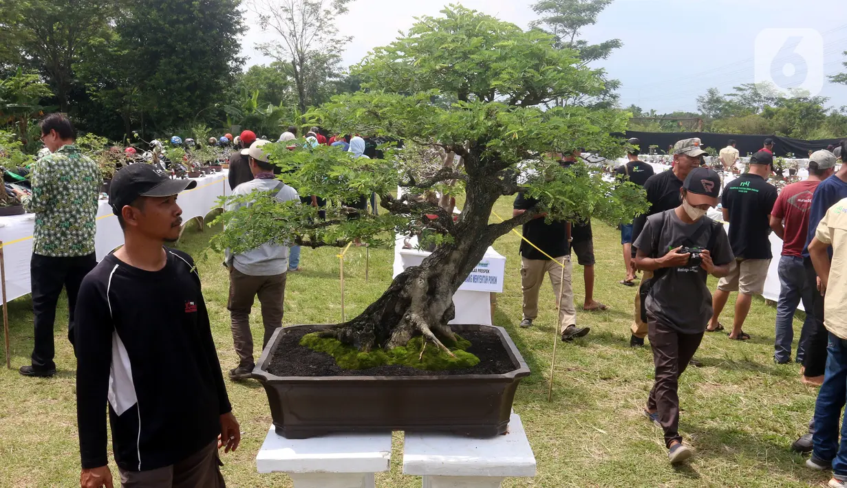 Suasana pameran dan kontes tanaman bonsai di Lapangan Bola Chikal, Tapos, Depok, Jawa Barat, Minggu (4/12/2022). Pameran dan kontes tersebut terdiri dari dua kelas, yaitu kelas prospek dan kelas jadi. (merdeka.com/Arie Basuki)