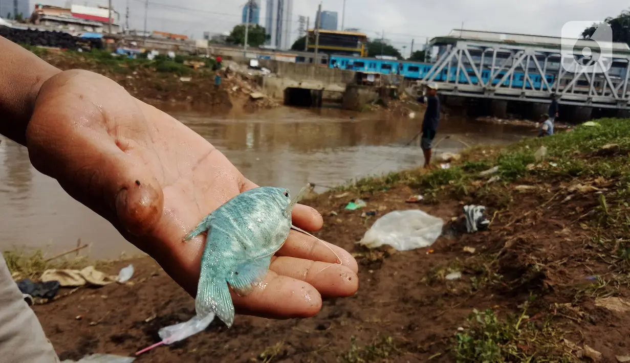 Warga memperlihatkan ikan yang didapatkannya dari Banjir Kanal Barat, Tanah abang, Jakarta, Sabtu (4/1/2020). Debit air yang mulai surut di aliran tersebut dimanfaatkan warga untuk mencari ikan. (Liputan6.com/Angga Yuniar)