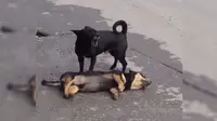 Seekor anak anjing tengah membangunkan temannya yang mati