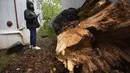 Seseorang memeriksa pohon tumbang di Shady Grove Mobile Home Park di Charlotte, N.C., Senin, 7 Agustus 2023. (Sean Mcinnis/The Charlotte Observer via AP)