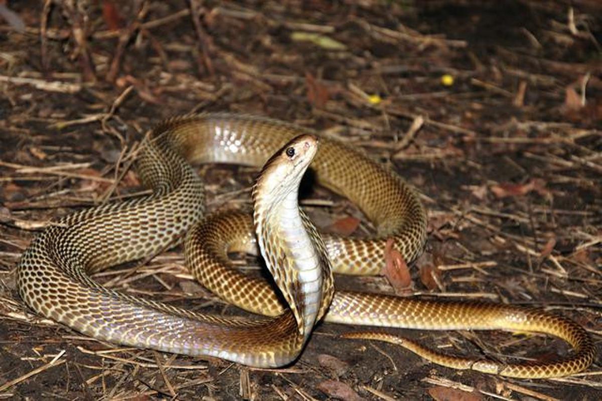 7 Cara Mengidentifikasi Ular Kecil Berbahaya untuk Memastikan Keamanan Anggota Keluarga